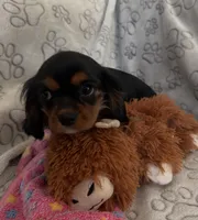 AKC Piper, a female Cavalier King Charles Spaniel for sale in St. Louis, MO – Photo 7 of 10