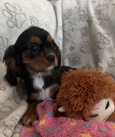 AKC Piper, a female Cavalier King Charles Spaniel for sale in St. Louis, MO – Photo 10 of 10