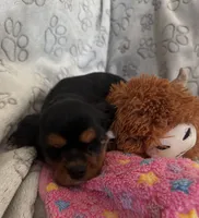 AKC Piper, a female Cavalier King Charles Spaniel for sale in St. Louis, MO – Photo 6 of 10