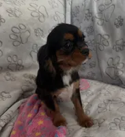 AKC Piper, a female Cavalier King Charles Spaniel for sale in St. Louis, MO – Photo 3 of 10
