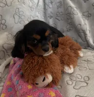 AKC Piper, a female Cavalier King Charles Spaniel for sale in St. Louis, MO – Photo 1 of 10