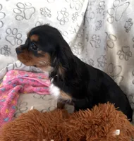 AKC Piper, a female Cavalier King Charles Spaniel for sale in St. Louis, MO – Photo 4 of 10