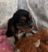AKC Piper, a female Cavalier King Charles Spaniel for sale in St. Louis, MO – Photo 5 of 10