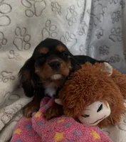 AKC Piper, a female Cavalier King Charles Spaniel for sale in St. Louis, MO – Photo 2 of 10