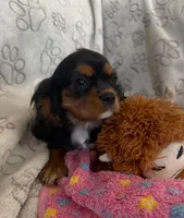 AKC Piper, a female Cavalier King Charles Spaniel for sale in St. Louis, MO – Photo 9 of 10