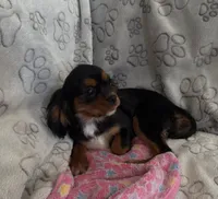 AKC Piper, a female Cavalier King Charles Spaniel for sale in St. Louis, MO – Photo 8 of 10