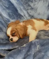 AKC Lilly, a female Cavalier King Charles Spaniel for sale in St. Louis, MO – Photo 7 of 7