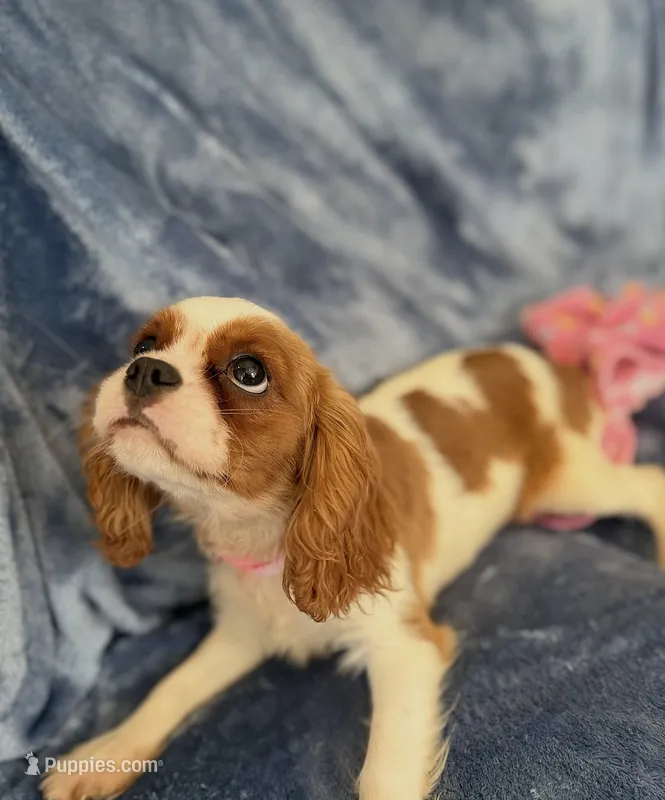 AKC Lilly – Cavalier King Charles Spaniel puppy for sale in St. Louis, MO
