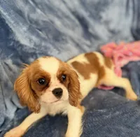 AKC Lilly, a female Cavalier King Charles Spaniel for sale in St. Louis, MO – Photo 4 of 7