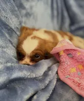 AKC Lilly, a female Cavalier King Charles Spaniel for sale in St. Louis, MO – Photo 6 of 7