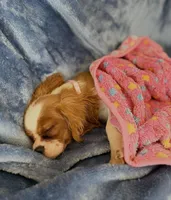AKC Lilly, a female Cavalier King Charles Spaniel for sale in St. Louis, MO – Photo 3 of 7