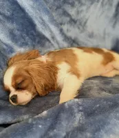 AKC Lilly, a female Cavalier King Charles Spaniel for sale in St. Louis, MO – Photo 2 of 7