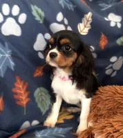 AKC Suzy, a female Cavalier King Charles Spaniel for sale in St. Louis, MO – Photo 2 of 4