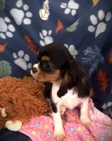 AKC Suzy, a female Cavalier King Charles Spaniel for sale in St. Louis, MO – Photo 3 of 4