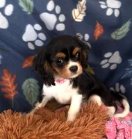 AKC Suzy, a female Cavalier King Charles Spaniel for sale in St. Louis, MO – Photo 4 of 4