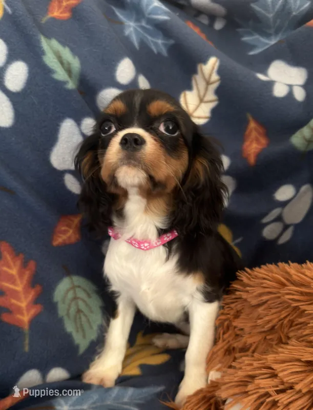 AKC Suzy, a female Cavalier King Charles Spaniel for sale in St. Louis, MO – Photo 1 of 4