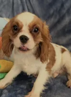 AKC Bennett (Benny), a male Cavalier King Charles Spaniel for sale in St. Louis, MO – Photo 3 of 7