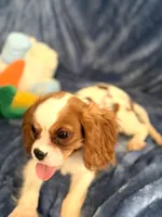 AKC Bennett (Benny), a male Cavalier King Charles Spaniel for sale in St. Louis, MO – Photo 6 of 7