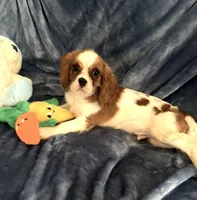 AKC Bennett (Benny), a male Cavalier King Charles Spaniel for sale in St. Louis, MO – Photo 5 of 7