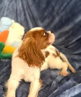 AKC Bennett (Benny), a male Cavalier King Charles Spaniel for sale in St. Louis, MO – Photo 2 of 7