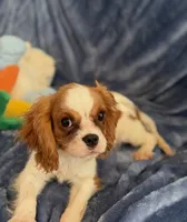 AKC Bennett (Benny), a male Cavalier King Charles Spaniel for sale in St. Louis, MO – Photo 4 of 7