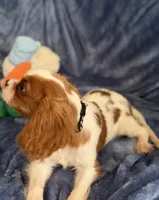 AKC Bennett (Benny), a male Cavalier King Charles Spaniel for sale in St. Louis, MO – Photo 7 of 7