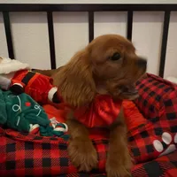 AKC champion London, a male Cavalier King Charles Spaniel for sale in St. Louis, MO – Photo 3 of 7