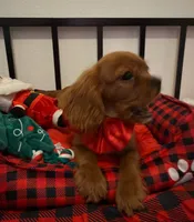 AKC champion London, a male Cavalier King Charles Spaniel for sale in St. Louis, MO – Photo 3 of 7