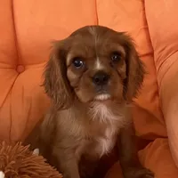 AKC champion London, a male Cavalier King Charles Spaniel for sale in St. Louis, MO – Photo 2 of 7