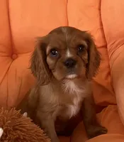 AKC champion London, a male Cavalier King Charles Spaniel for sale in St. Louis, MO – Photo 2 of 7