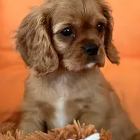 AKC champion London, a male Cavalier King Charles Spaniel for sale in St. Louis, MO – Photo 6 of 7