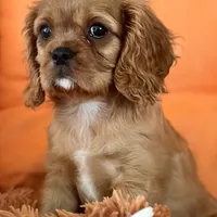 AKC champion London, a male Cavalier King Charles Spaniel for sale in St. Louis, MO – Photo 7 of 7