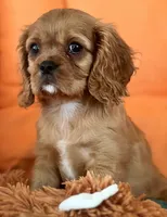 AKC champion London, a male Cavalier King Charles Spaniel for sale in St. Louis, MO – Photo 7 of 7
