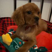 AKC champion London, a male Cavalier King Charles Spaniel for sale in St. Louis, MO – Photo 1 of 7