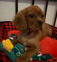AKC champion London, a male Cavalier King Charles Spaniel for sale in St. Louis, MO – Photo 1 of 7