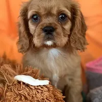 AKC champion London, a male Cavalier King Charles Spaniel for sale in St. Louis, MO – Photo 5 of 7