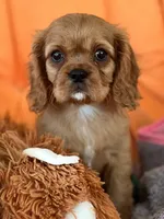 AKC champion London, a male Cavalier King Charles Spaniel for sale in St. Louis, MO – Photo 5 of 7