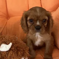 AKC champion London, a male Cavalier King Charles Spaniel for sale in St. Louis, MO – Photo 4 of 7