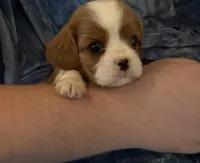 AKC Charlie, a male Cavalier King Charles Spaniel for sale in St. Louis, MO – 8 of 9