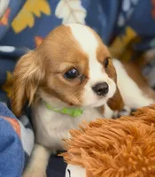AKC Teddy, a male Cavalier King Charles Spaniel for sale in St. Louis, MO – Photo 2 of 5