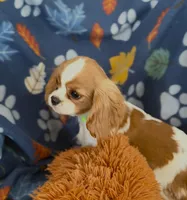 AKC Teddy, a male Cavalier King Charles Spaniel for sale in St. Louis, MO – Photo 3 of 5