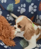 AKC Teddy, a male Cavalier King Charles Spaniel for sale in St. Louis, MO – Photo 5 of 5