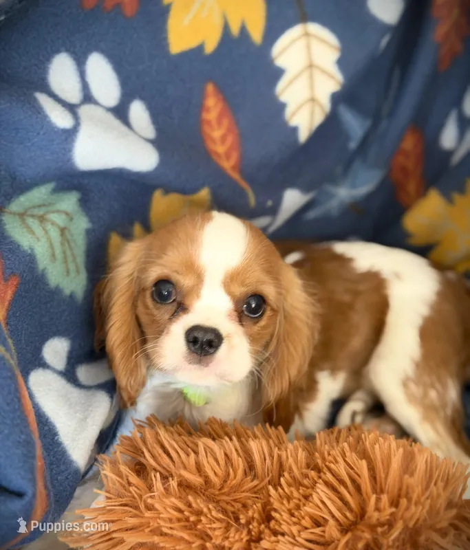 AKC Teddy – Cavalier King Charles Spaniel puppy for sale in St. Louis, MO