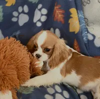 AKC Teddy, a male Cavalier King Charles Spaniel for sale in St. Louis, MO – Photo 4 of 5