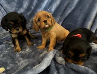 AKC Murphy, a male Cavalier King Charles Spaniel for sale in St. Louis, MO – 8 of 10