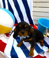 AKC Cooper, a male Cavalier King Charles Spaniel for sale in St. Louis, MO – 4 of 6