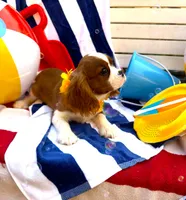 AKC Charlie, a male Cavalier King Charles Spaniel for sale in St. Louis, MO – 5 of 9