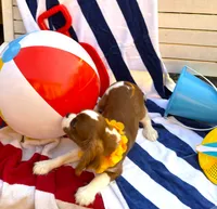 AKC Charlie, a male Cavalier King Charles Spaniel for sale in St. Louis, MO – 7 of 9