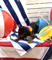 AKC Tucker, a male Cavalier King Charles Spaniel for sale in St. Louis, MO – 2 of 7