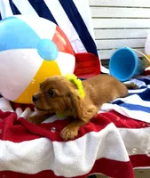 AKC Murphy, a male Cavalier King Charles Spaniel for sale in St. Louis, MO – 3 of 10